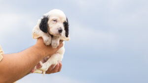 子犬の里親