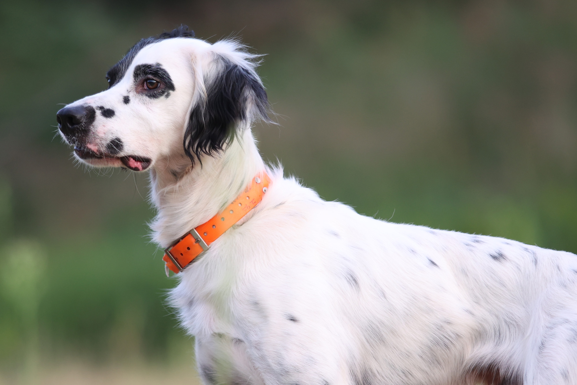 鳥猟犬としてのイングリッシュセッターとは？ | イングリッシュ