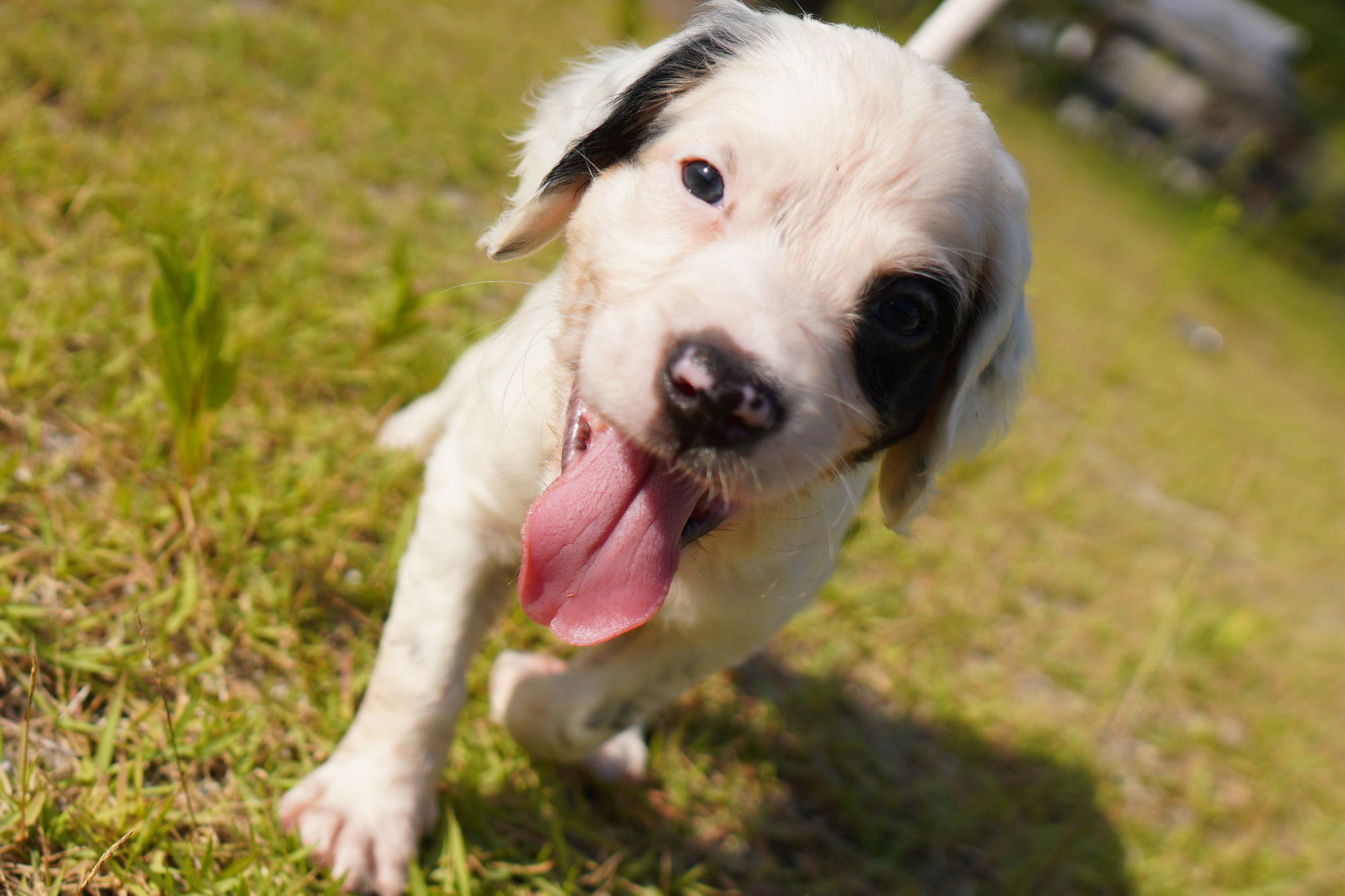 イングリッシュセッターの子犬