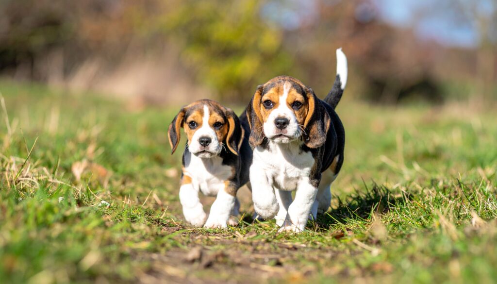 子犬たち。自然の中にいて走り回っている