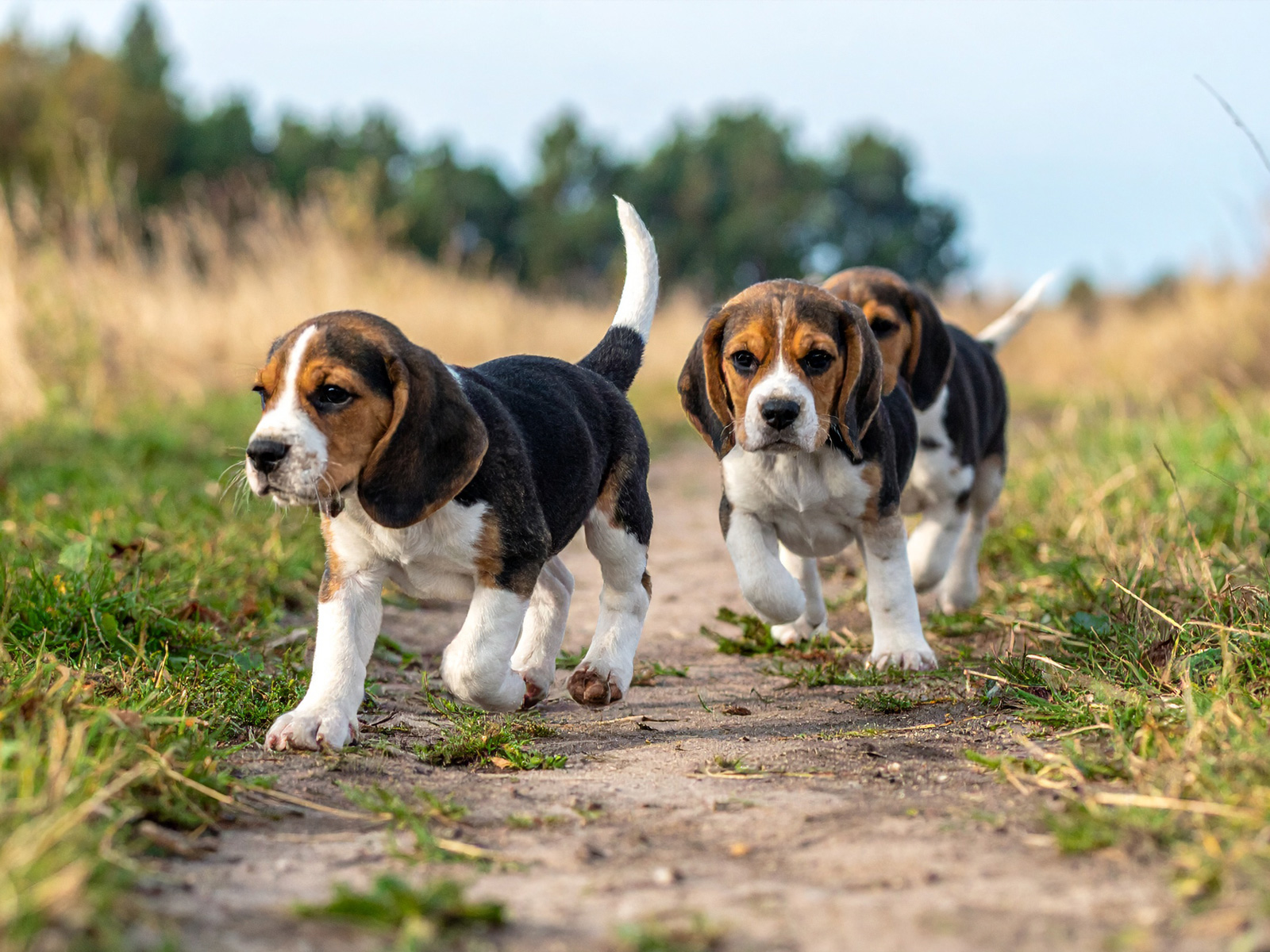 薩摩ビーグルの子犬たち