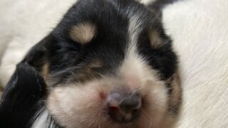 薩摩ビーグル飼主募集中 | イングリッシュセッターをお探しなら奥日田犬舎