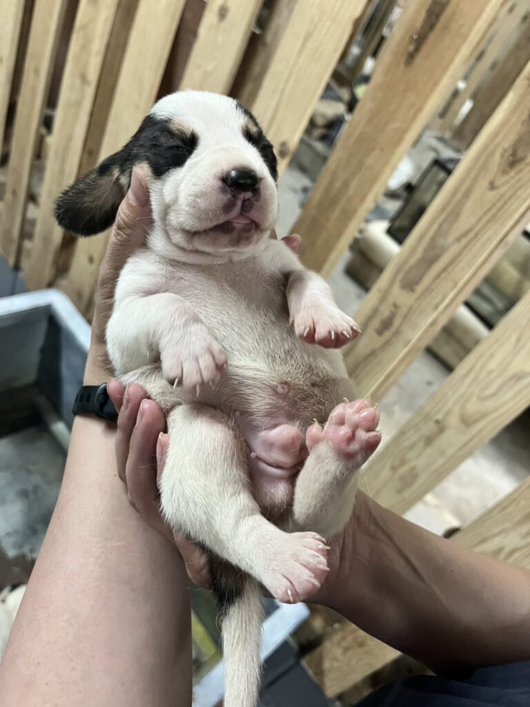 薩摩ビーグルの子犬
