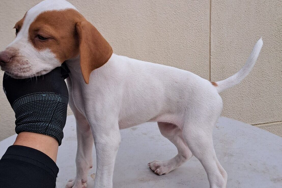 イングリッシュポインターの子犬オレンジ2025/9/1産まれ