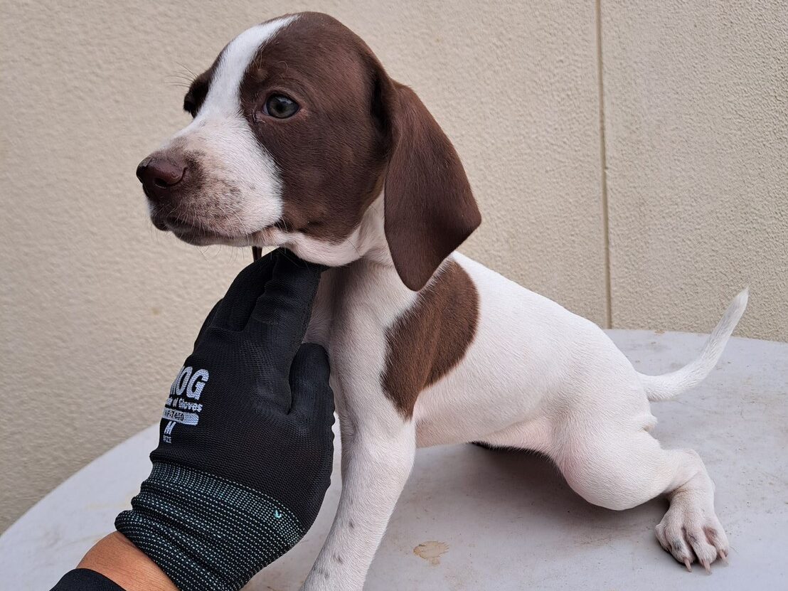 イングリッシュポインターの子犬02レバー2025/9/1産まれ