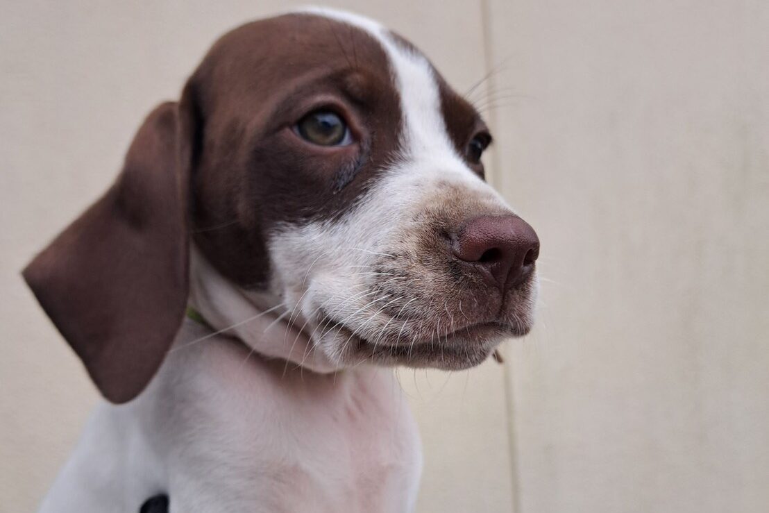 イングリッシュポインターの子犬03レバー2025/9/1産まれ