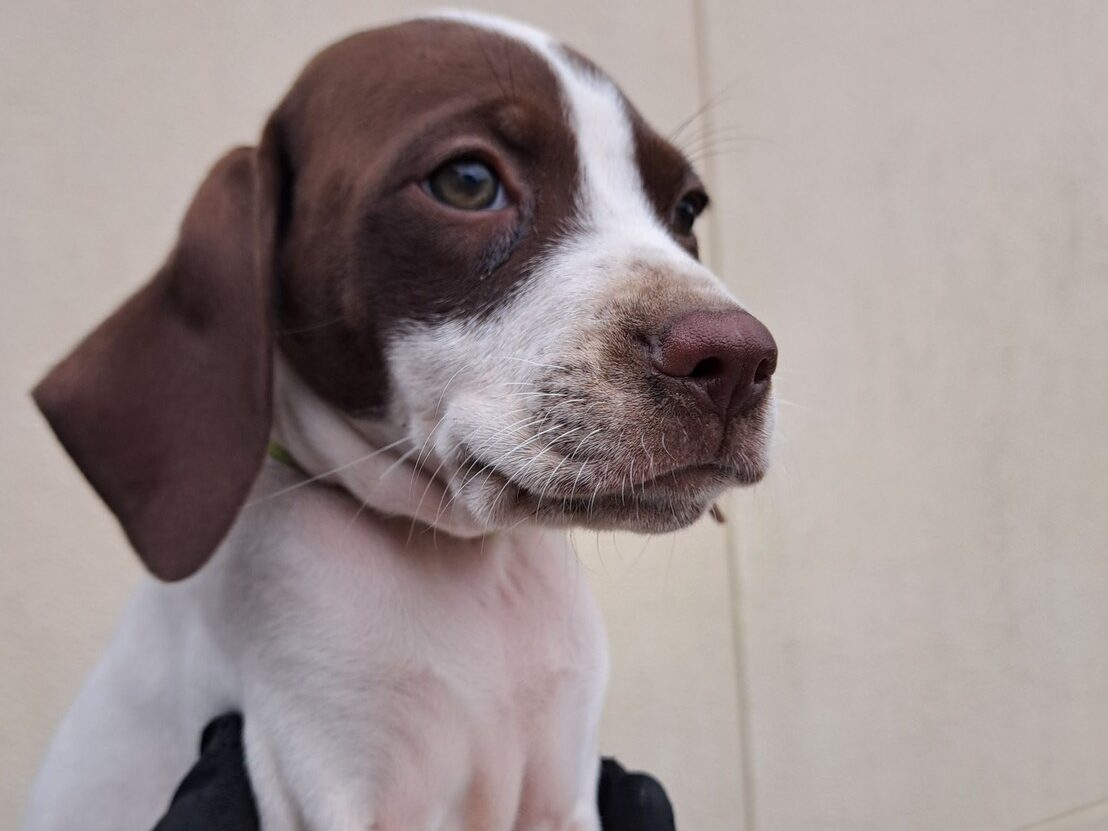 イングリッシュポインターの子犬03レバー2025/9/1産まれ