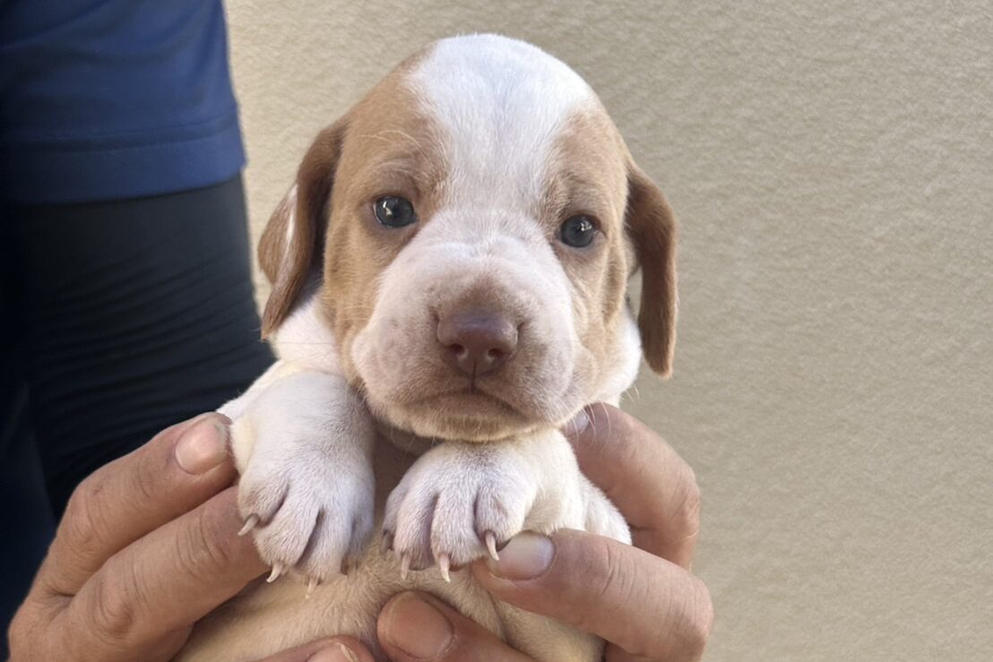 イングリッシュポインターの子犬