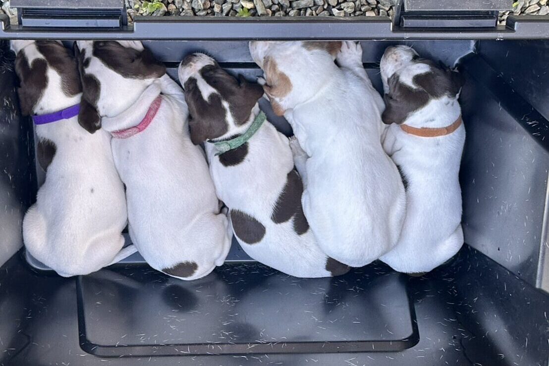 イングリッシュポインターの子犬たち