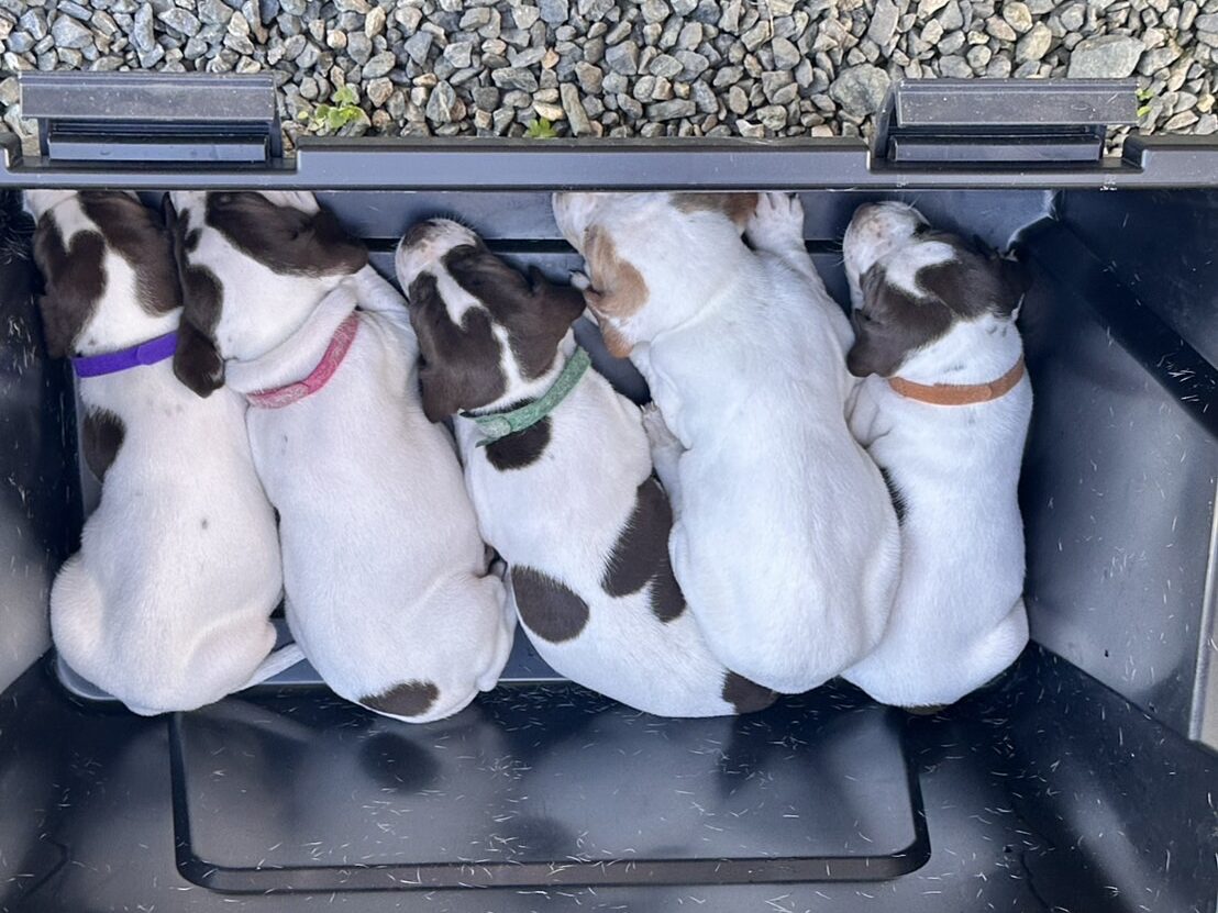 イングリッシュポインターの子犬たち