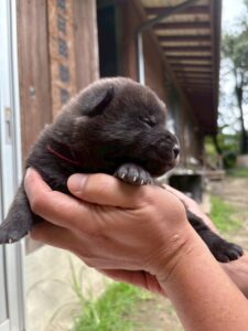 甲斐犬の子犬