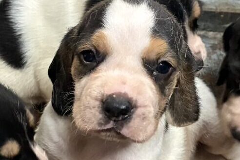 薩摩ビーグルの子犬