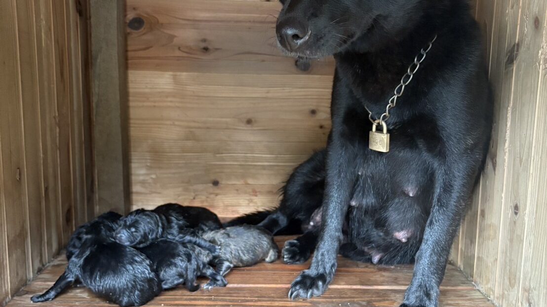 甲斐犬の子犬たち