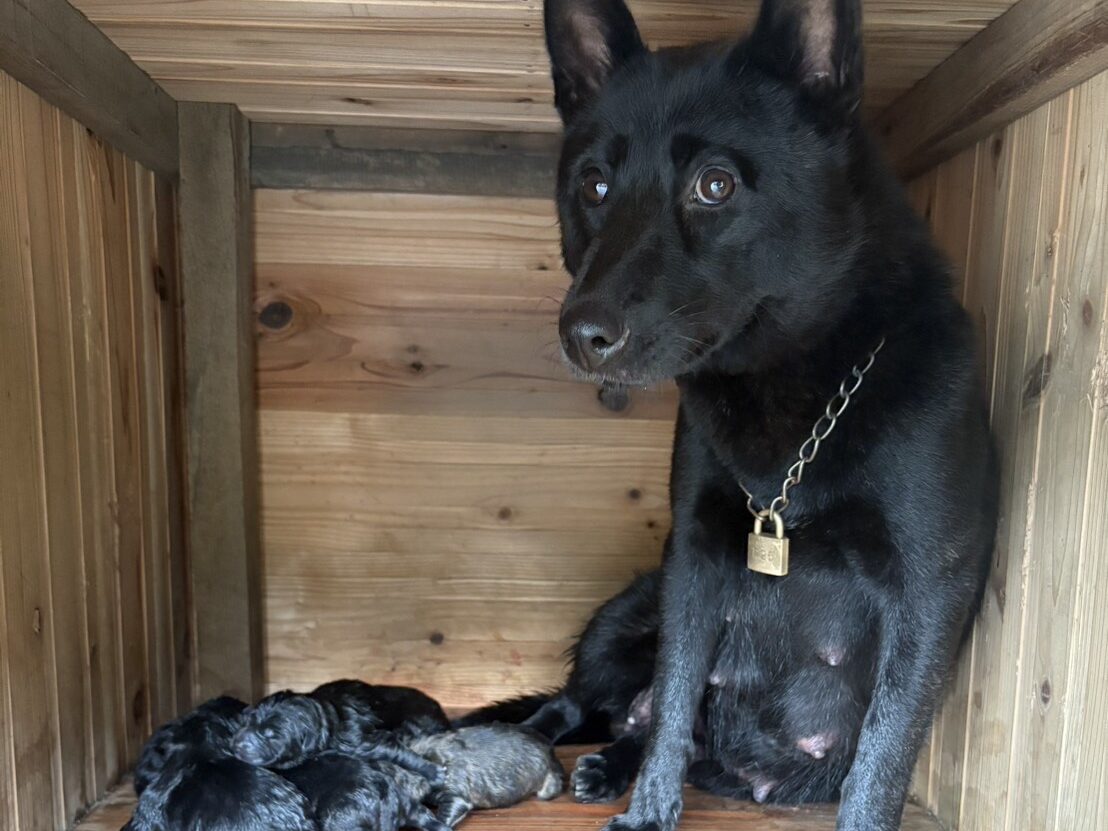 甲斐犬の子犬たち