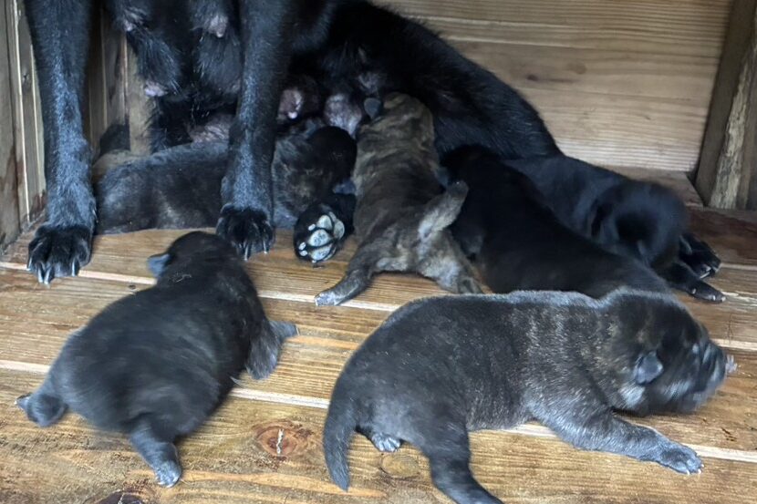 甲斐犬の母親と子犬たち