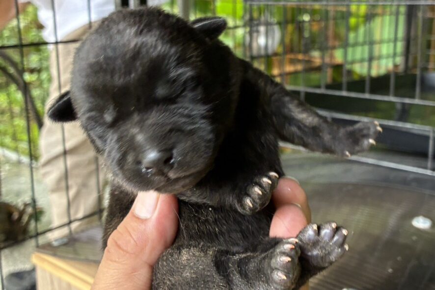 甲斐犬の子犬