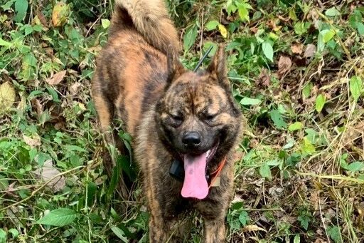 甲斐犬の父親
