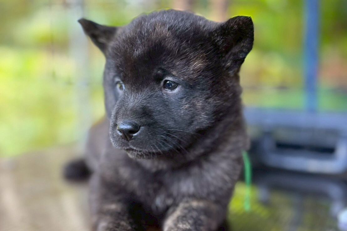 甲斐犬の子犬　黒虎　グリーン01