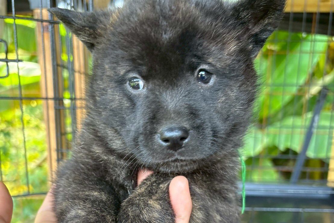 甲斐犬の子犬　黒虎　グリーン03