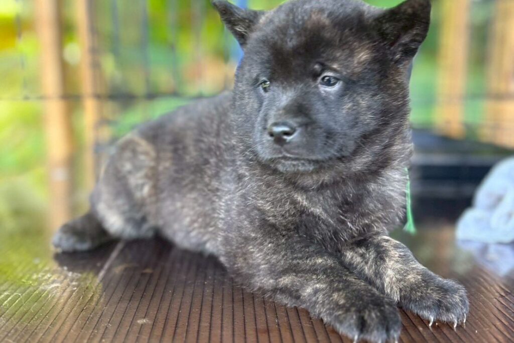 くろ様　12月分の犬写真 甲斐犬の子犬【2025/10/7産まれ】 | イングリッシュセッターをお探し