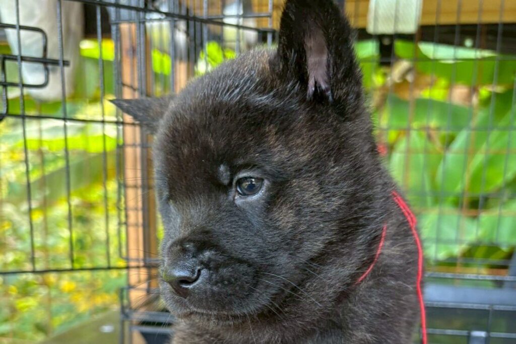 甲斐犬の子犬　中虎　ピンク01