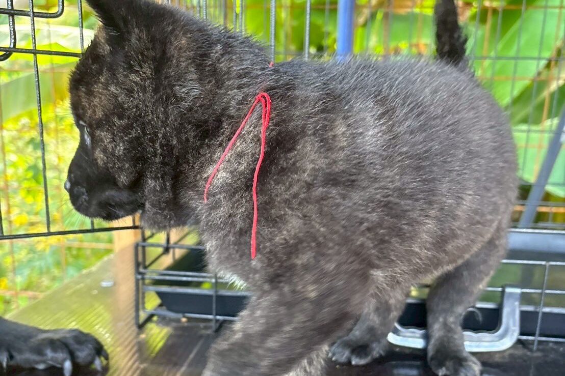 甲斐犬の子犬　中虎　ピンク02