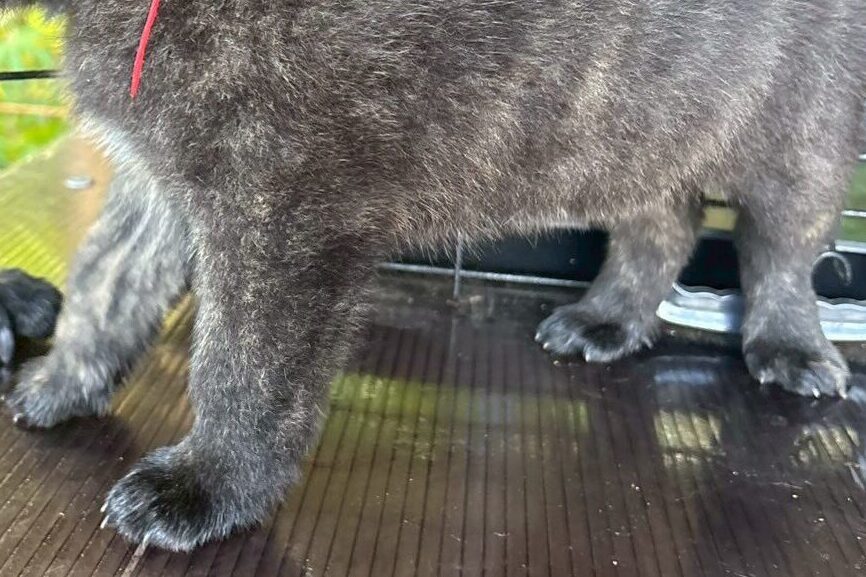 甲斐犬の子犬　中虎　ピンク03　足