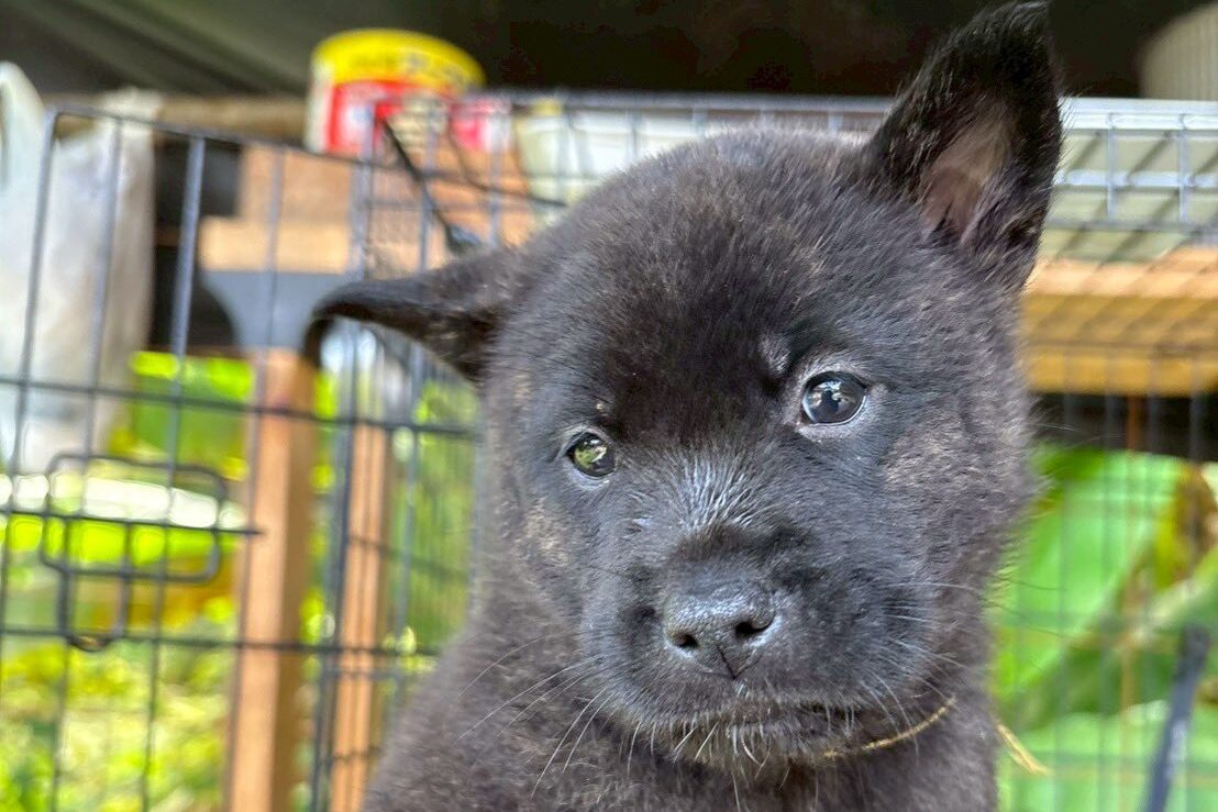 甲斐犬の子犬　黒虎　イエロー01