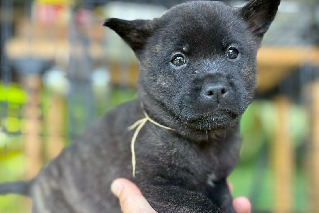 甲斐犬の子犬　黒虎　イエロー02