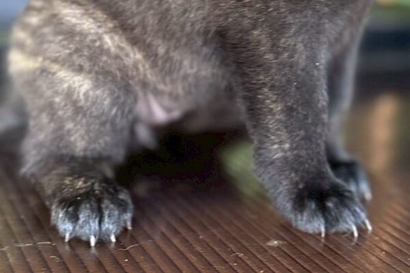 甲斐犬の子犬　黒虎　イエロー03　足