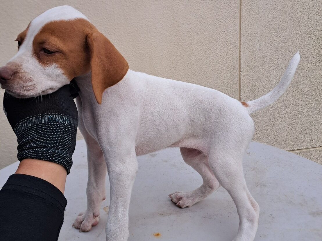 イングリッシュポインターの子犬オレンジ2025/9/1産まれ