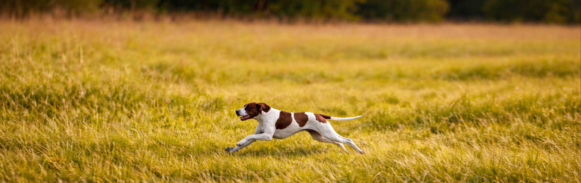 草原の中のイングリッシュポインター