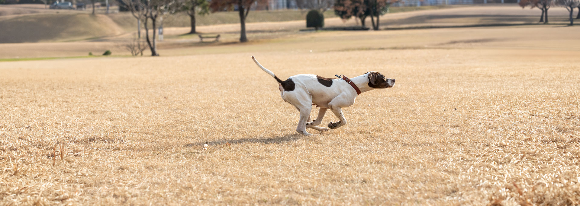 イングリッシュポインター狩猟犬の魅力 | イングリッシュセッターをお