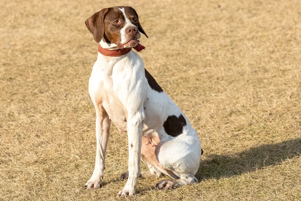 イングリッシュポインターの親犬01