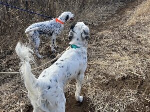親のイングリッシュセッター