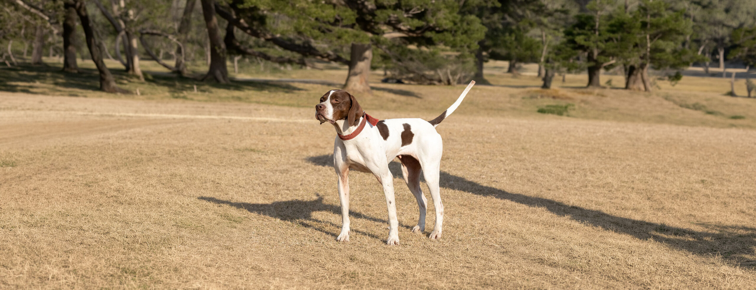イングリッシュポインターの子犬