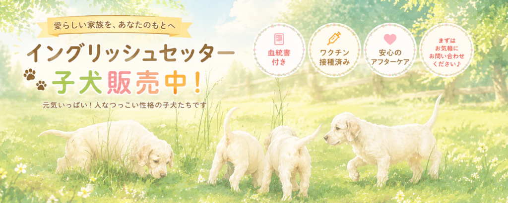 イングリッシュセッターの子犬を販売中