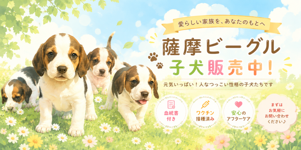 薩摩ビーグルの子犬販売中