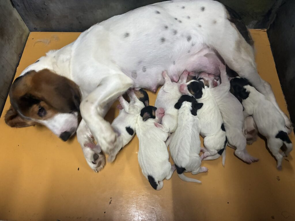 2026年7月3日に産まれた薩摩ビーグルの子犬