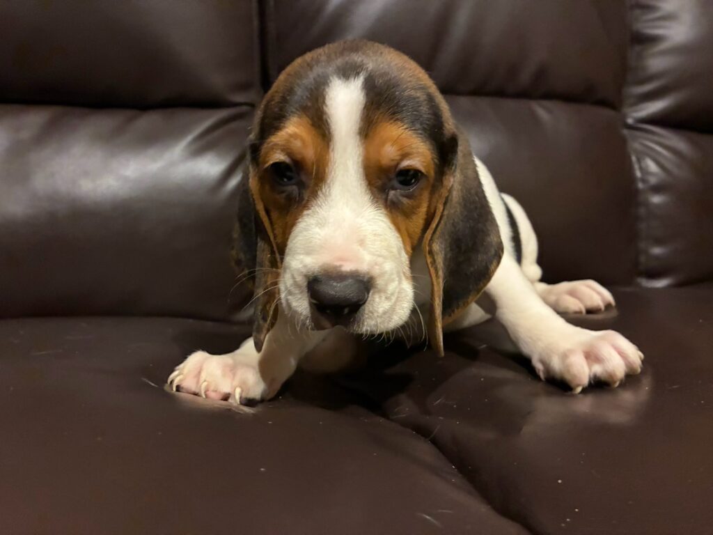 薩摩ビーグルの子犬ソファーにいる