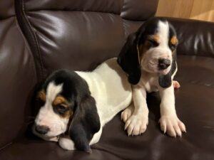 2026年7月産まれの薩摩ビーグルの子犬2匹